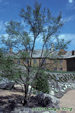 Syringa reticulata subsp. pekinensis