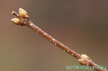 Syringa reticulata subsp. pekinensis