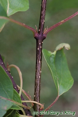 Syringa reticulata subsp. pekinensis