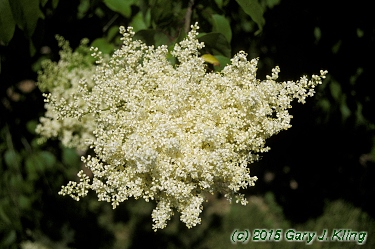 Syringa reticulata subsp. pekinensis