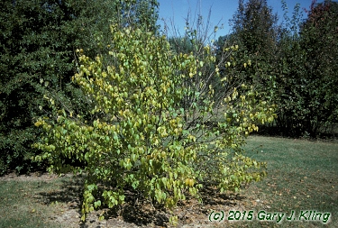 Syringa reticulata subsp. pekinensis