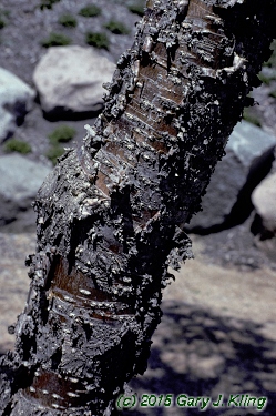 Syringa reticulata subsp. pekinensis