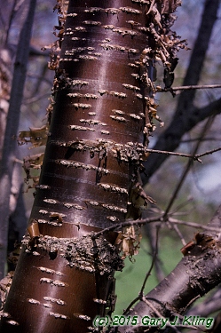 Syringa reticulata subsp. pekinensis