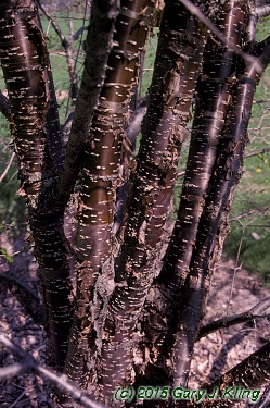 Syringa reticulata subsp. pekinensis