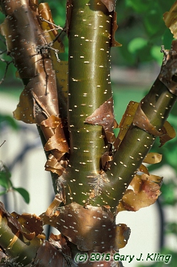 Syringa reticulata subsp. pekinensis