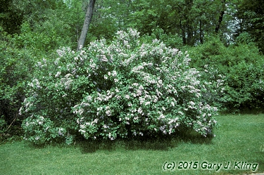 Syringa vulgaris