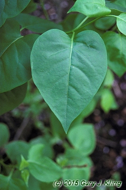 Syringa vulgaris