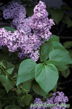 Syringa vulgaris