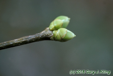 Syringa vulgaris