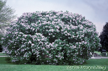 Syringa vulgaris