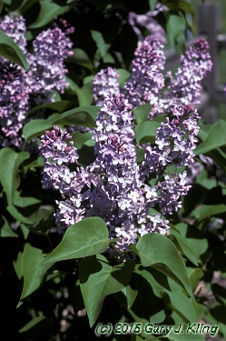 Syringa vulgaris