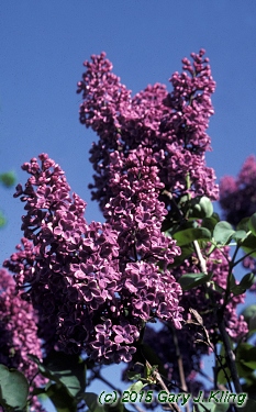 Syringa vulgaris