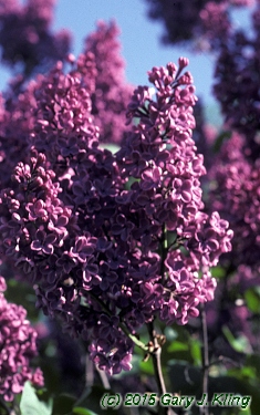 Syringa vulgaris