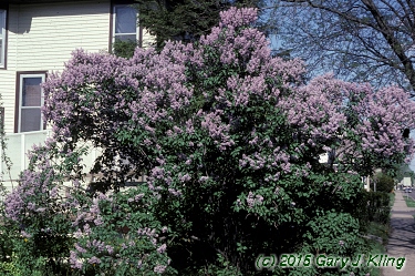 Syringa vulgaris