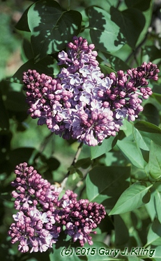 Syringa vulgaris