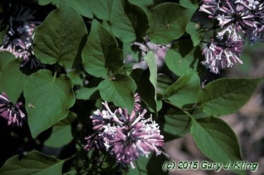 Syringa pubescens subsp. patula 'Miss Kim'