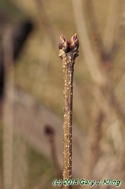 Syringa pubescens subsp. patula 'Miss Kim'