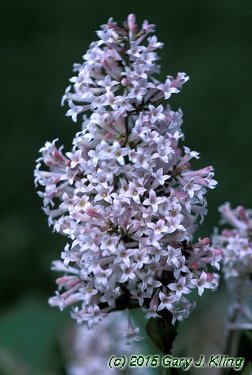 Syringa pubescens subsp. patula 'Miss Kim'