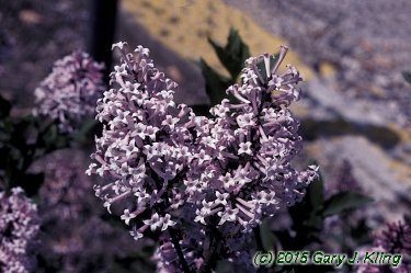Syringa pubescens subsp. patula 'Miss Kim'