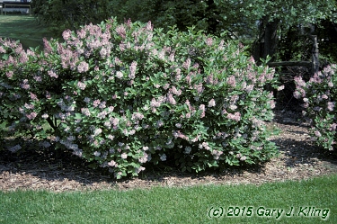 Syringa pubescens subsp. patula 'Miss Kim'