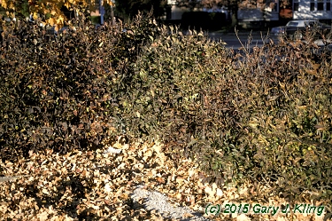 Syringa pubescens subsp. patula 'Miss Kim'