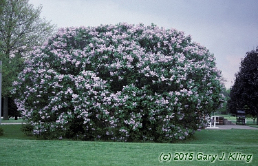 Syringa vulgaris