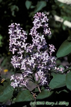 Syringa vulgaris