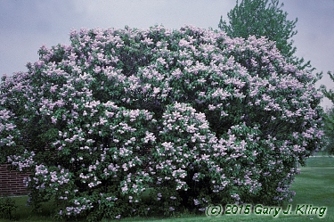 Syringa vulgaris