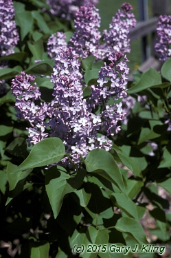 Syringa vulgaris