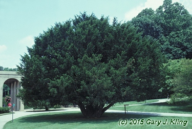 Taxus baccata