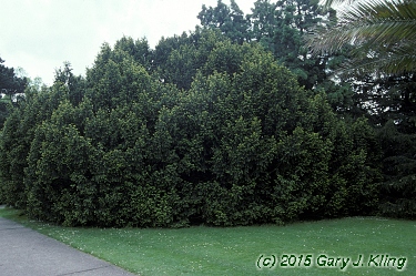 Taxus baccata