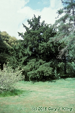 Taxus baccata