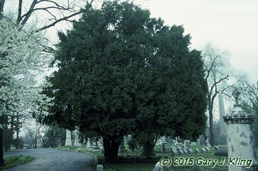 Taxus baccata