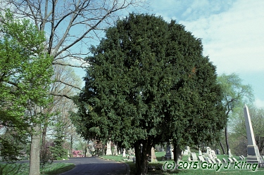 Taxus baccata
