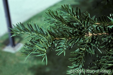 Taxus baccata