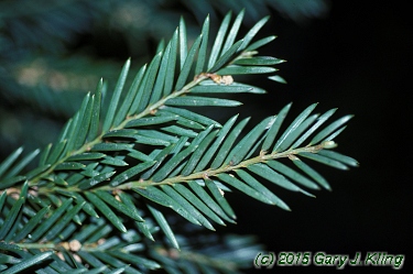Taxus baccata
