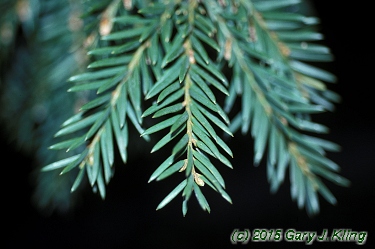 Taxus baccata