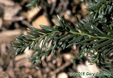 Taxus baccata