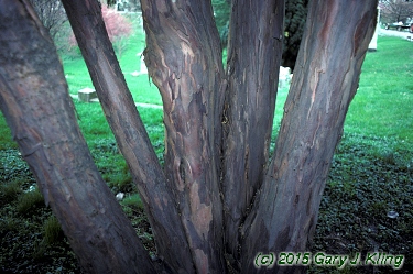 Taxus baccata