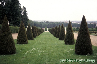 Taxus baccata