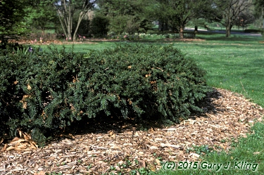 Taxus baccata 'Repandens'