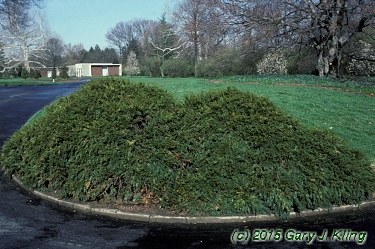 Taxus baccata 'Repandens'