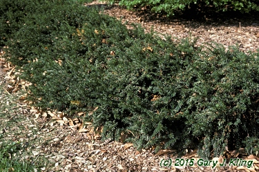 Taxus baccata 'Repandens'