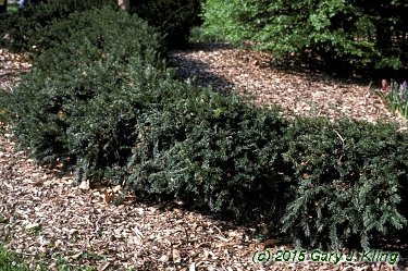 Taxus baccata 'Repandens'