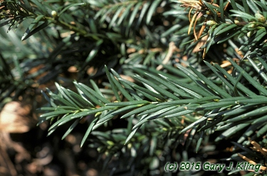Taxus baccata 'Repandens'