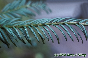 Taxus baccata 'Repandens'