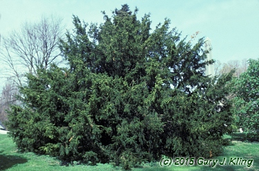 Taxus cuspidata 'Capitata'