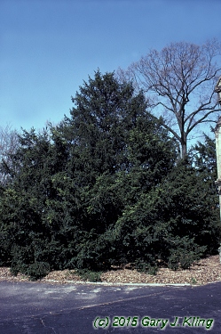 Taxus cuspidata 'Capitata'
