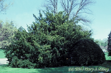 Taxus cuspidata 'Capitata'