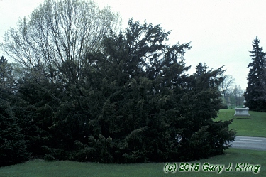 Taxus cuspidata 'Capitata'